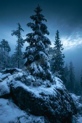 A tall snow-laden evergreen tree stands prominently on a large snow-covered rock in a misty winter forest under a dark blue twilight sky.