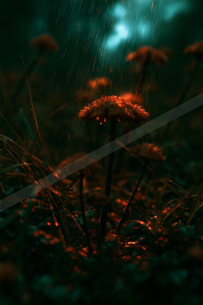 A moody nature scene of flowers, field, plants.