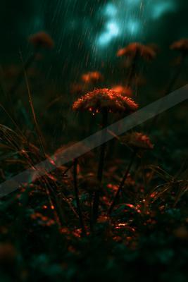 A moody nature scene of flowers, field, plants.