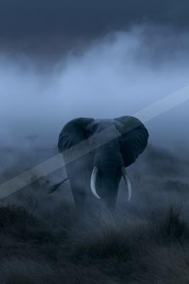 A moody wildlife photo of wildlife.