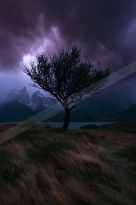 A dramatic nature scene of trees, storm.