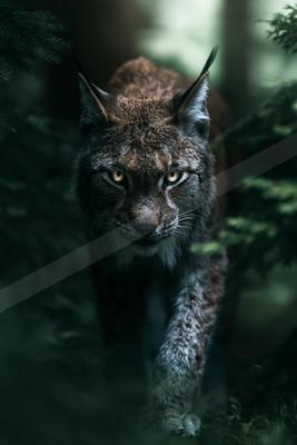 A black-toned moody photograph of lynx, cougar, grey fox.