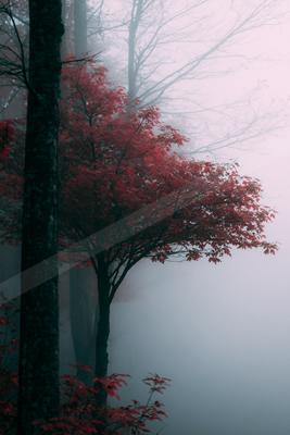 A serene nature scene of trees, forest, fog.