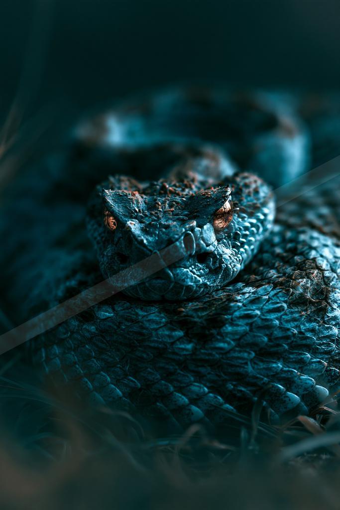 A moody macro wildlife photo of insect.