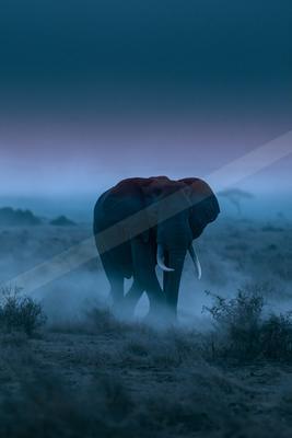 Elephant.