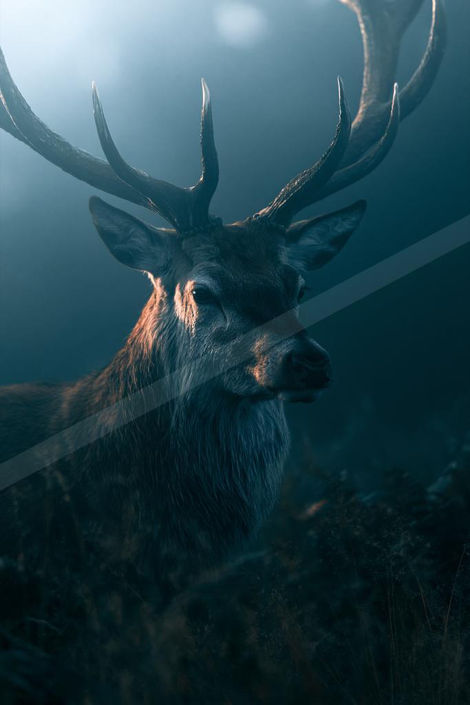 A black-toned moody photograph of ibex, hartebeest, gazelle.