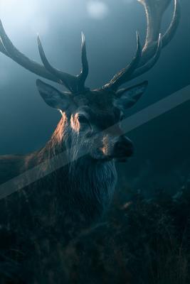 A black-toned moody photograph of ibex, hartebeest, gazelle.