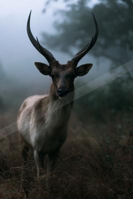 A large deer with impressive antlers stands facing the camera in a misty field of tall dry grass, with blurred trees in the foggy background.