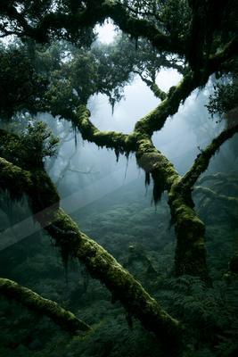 A serene nature scene of forest, trees.