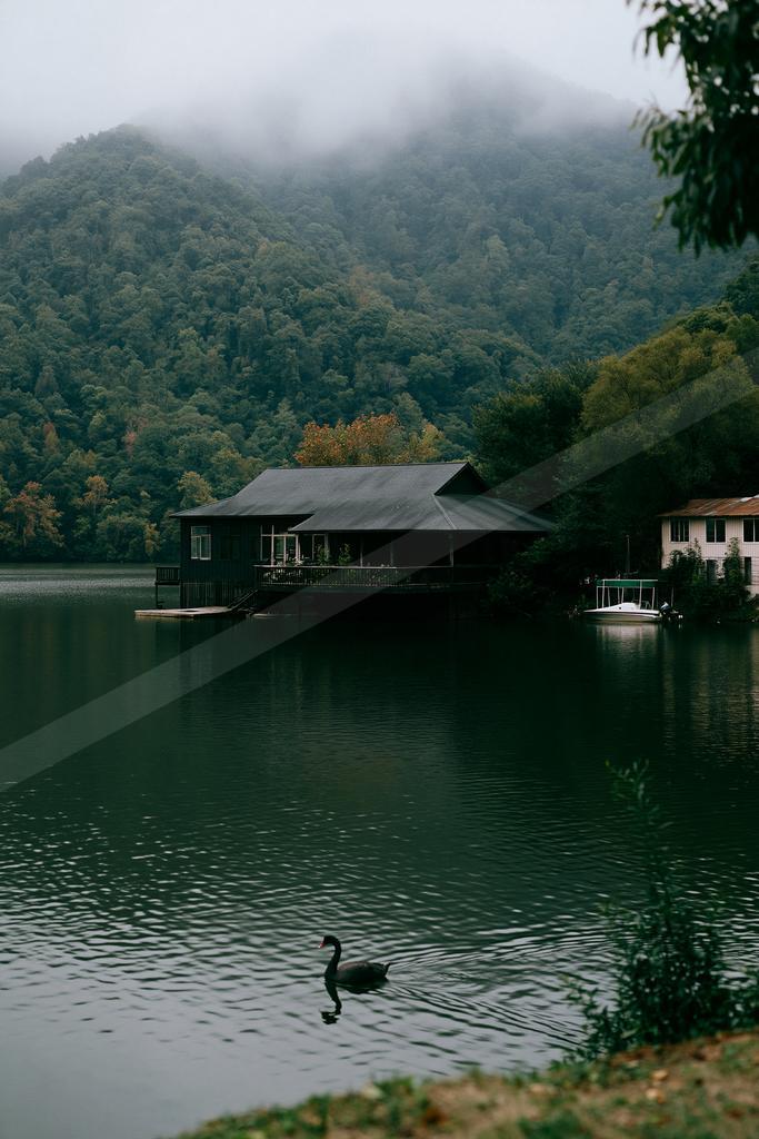 A black swan swims across a calm lake in front of a dark wooden house, with a forested mountain shrouded in fog in the background.
