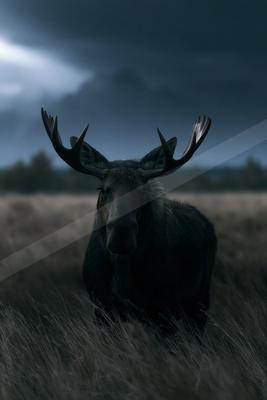 A large dark moose with prominent antlers stands in a field of tall dry grass, facing the camera against a moody, overcast sky.