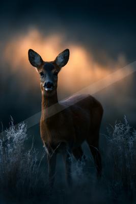 A moody wildlife photo of wildlife.
