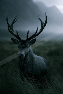 A large male deer with impressive antlers stands in tall grass, looking directly at the camera against a foggy mountain backdrop.