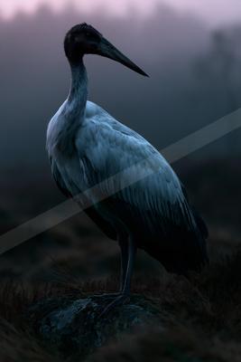 A moody wildlife photo of bird, wildlife.
