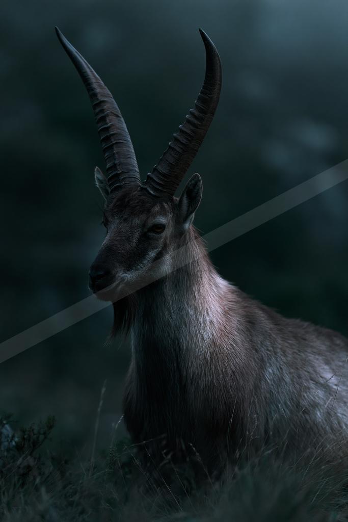 A majestic alpine ibex with large curved horns stands in tall grass against a foggy mountain background.