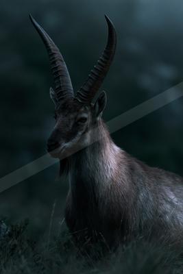 A majestic alpine ibex with large curved horns stands in tall grass against a foggy mountain background.