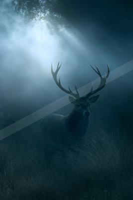 A night wildlife photo of wildlife, fog.