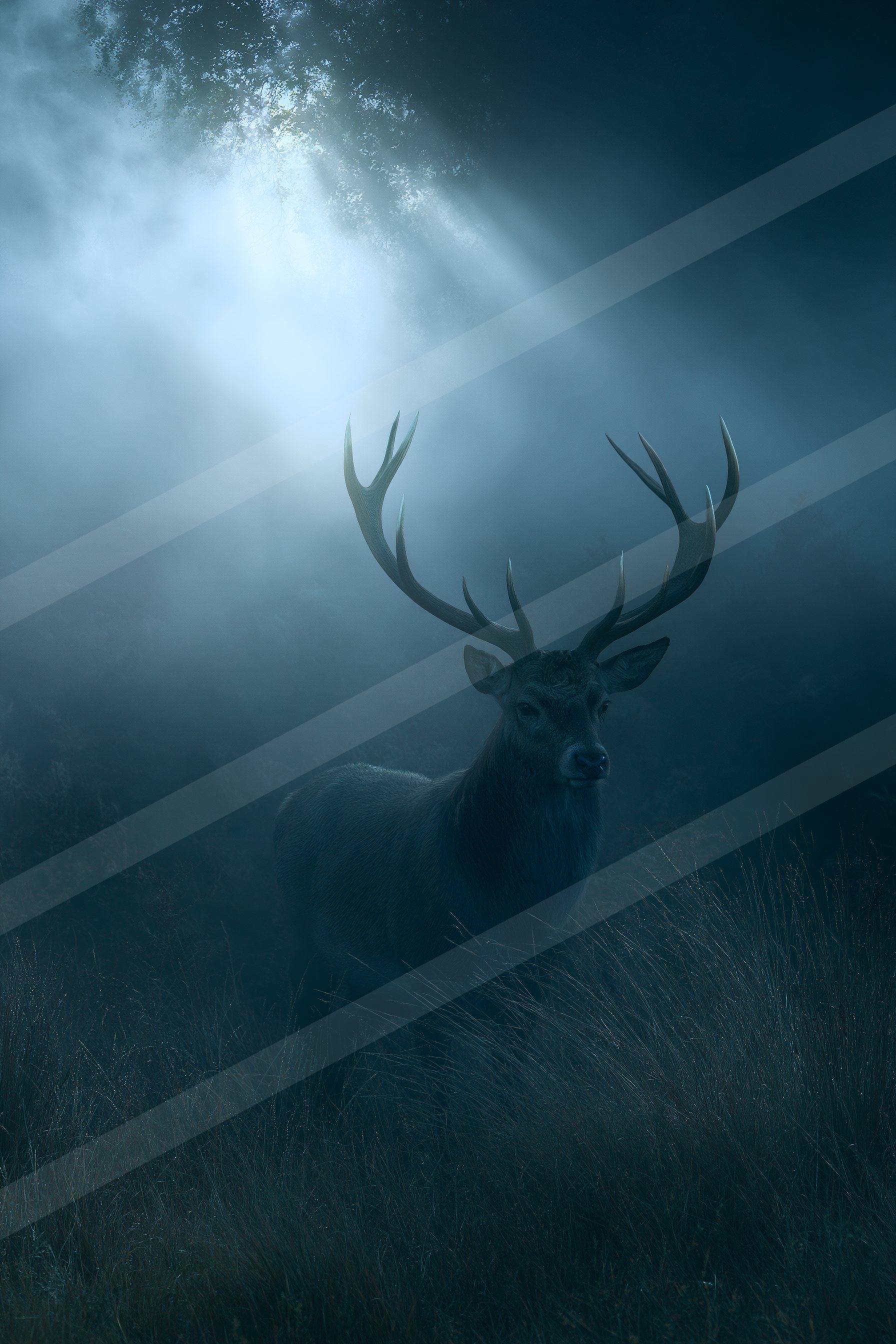 Light rays in the misty forest.