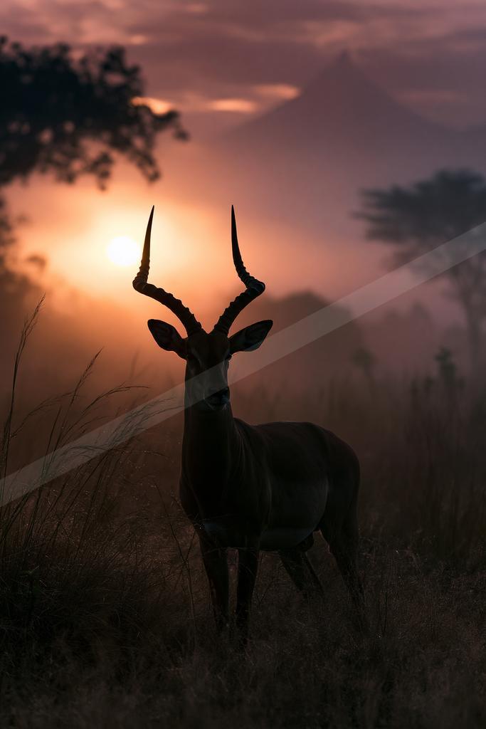 A black-toned moody photograph of impala, gazelle, hartebeest.