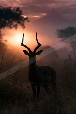 A black-toned moody photograph of impala, gazelle, hartebeest.