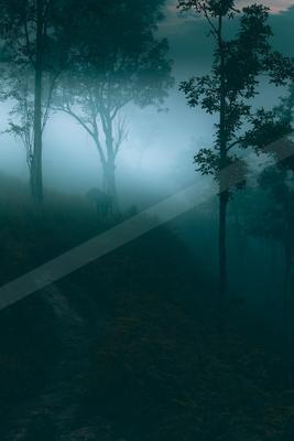 A night nature scene of forest, trees, fog.