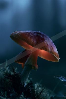 A moody wildlife photo of fish.