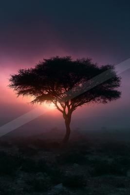 A lone tree stands in silhouette against a vibrant pink and purple sunrise sky, with the sun glowing behind its branches in a misty, rocky terrain.