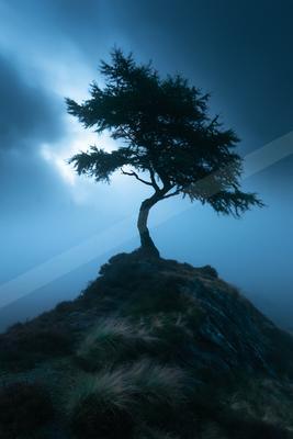 A night nature scene of a pine tree.