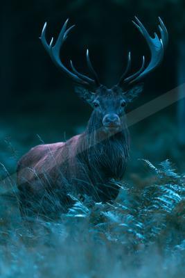 A moody wildlife photo of a deer.