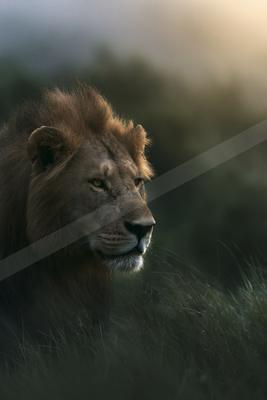 A black-and-white moody photograph of lion, cheetah, cougar.