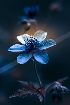 A blue hour macro nature scene of flowers, reflection.