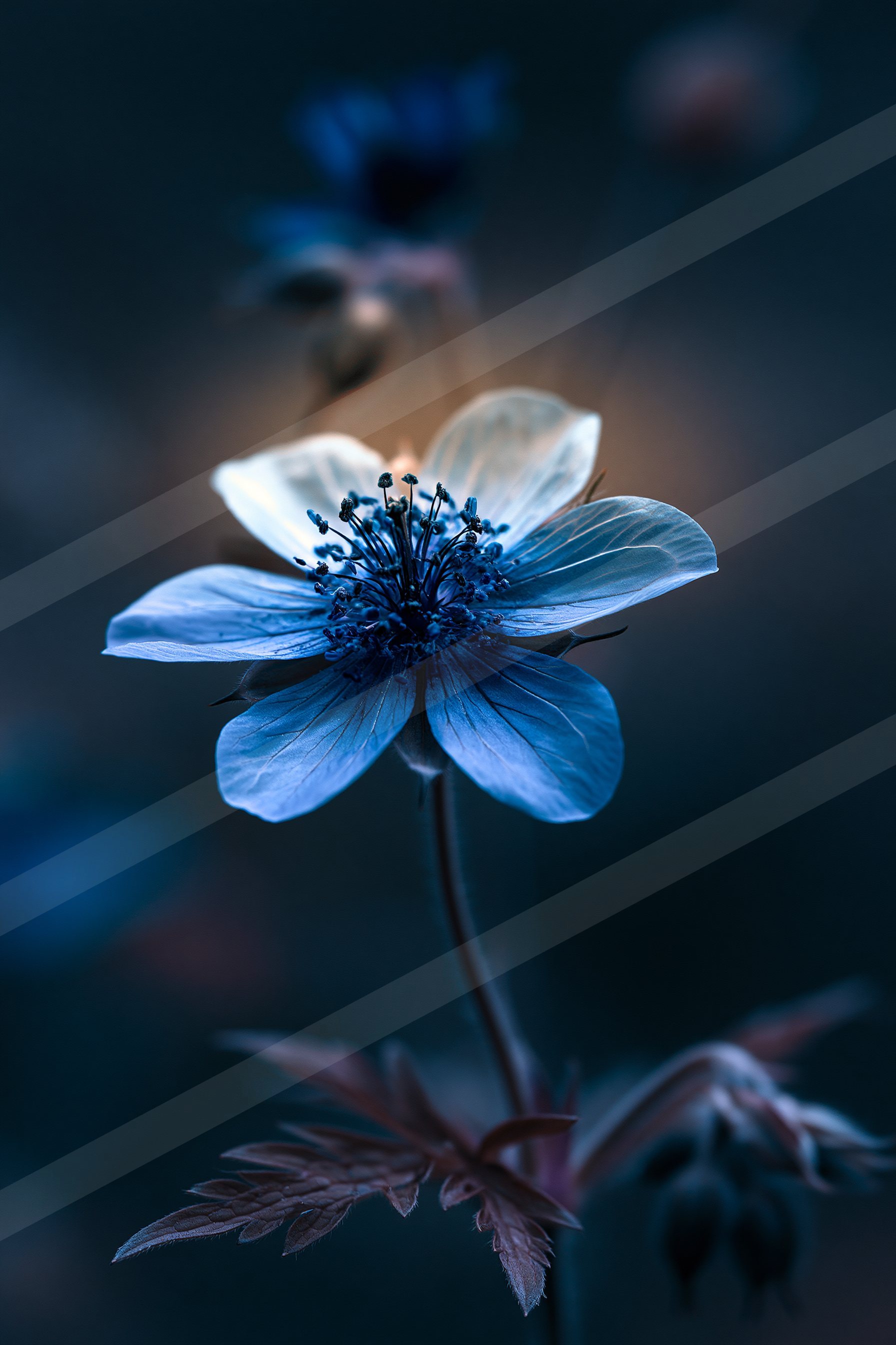 A striking blue flower with white-tipped petals is backlit against a dark background, creating a dramatic and ethereal effect.
