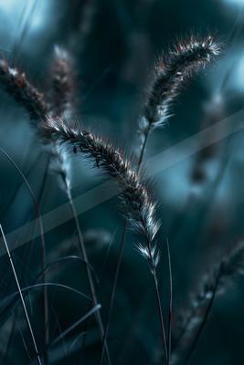 A night bokeh nature scene of plants, field, flowers.