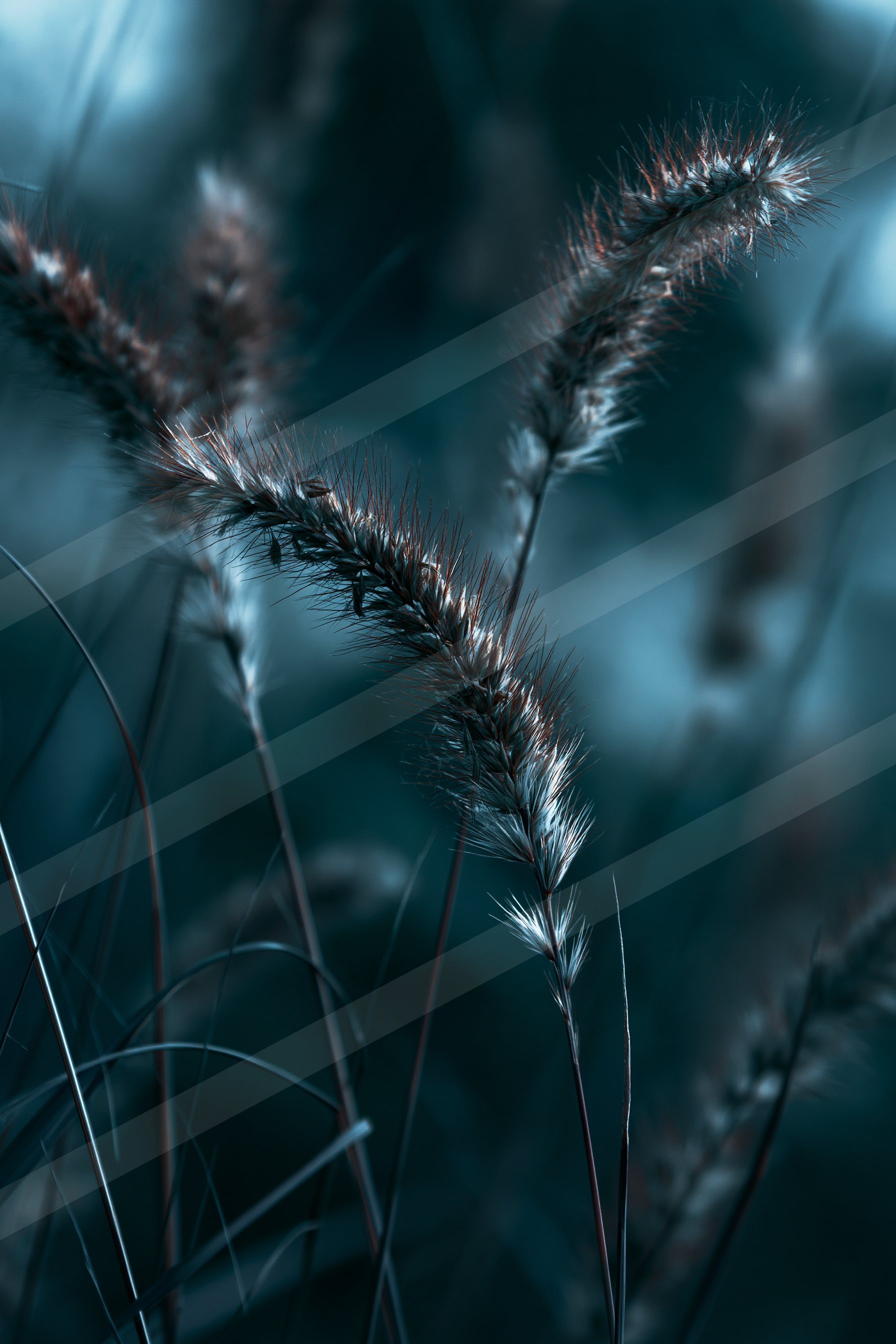 Close-up of grass stalks with feathery seed heads against a dark, moody background.