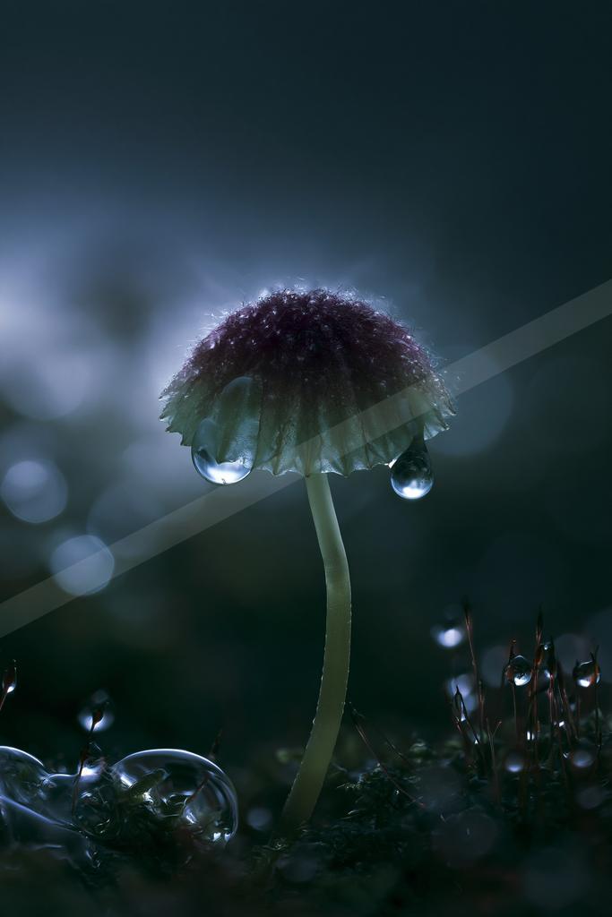A moody nature scene of flowers.