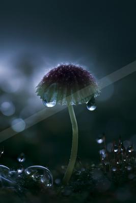 A moody nature scene of flowers.