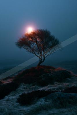 A solitary tree stands on a rocky, grassy hill under a bright glowing moon in a foggy blue night sky.