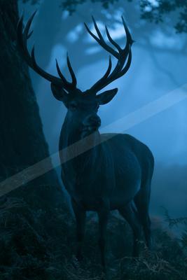 A night wildlife photo of deer.