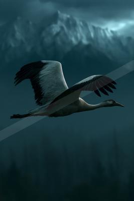 A moody wildlife photo of bird.