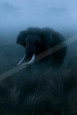 A large elephant with prominent tusks stands in tall grass, partially enveloped by thick blue-toned fog, creating a mysterious and atmospheric scene.