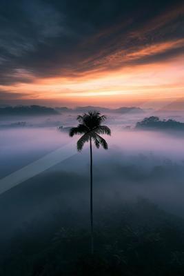 A bright nature scene of trees, sunrise, sunset.
