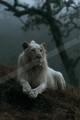 A majestic white lion with a full mane lies on a dark rocky outcrop in a foggy, atmospheric landscape, gazing calmly toward the right.