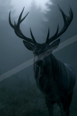 A large dark stag with impressive antlers stands in a foggy forest, looking directly at the viewer.