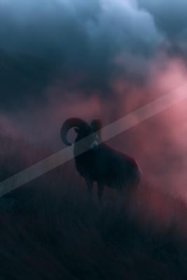 A night wildlife photo of wildlife, fog.