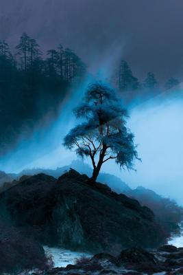 A blue hour nature scene of trees, fog.