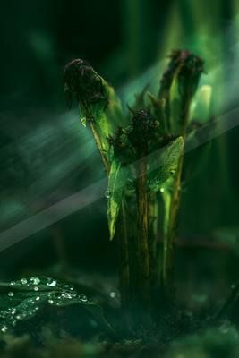 A moody nature scene of plants.