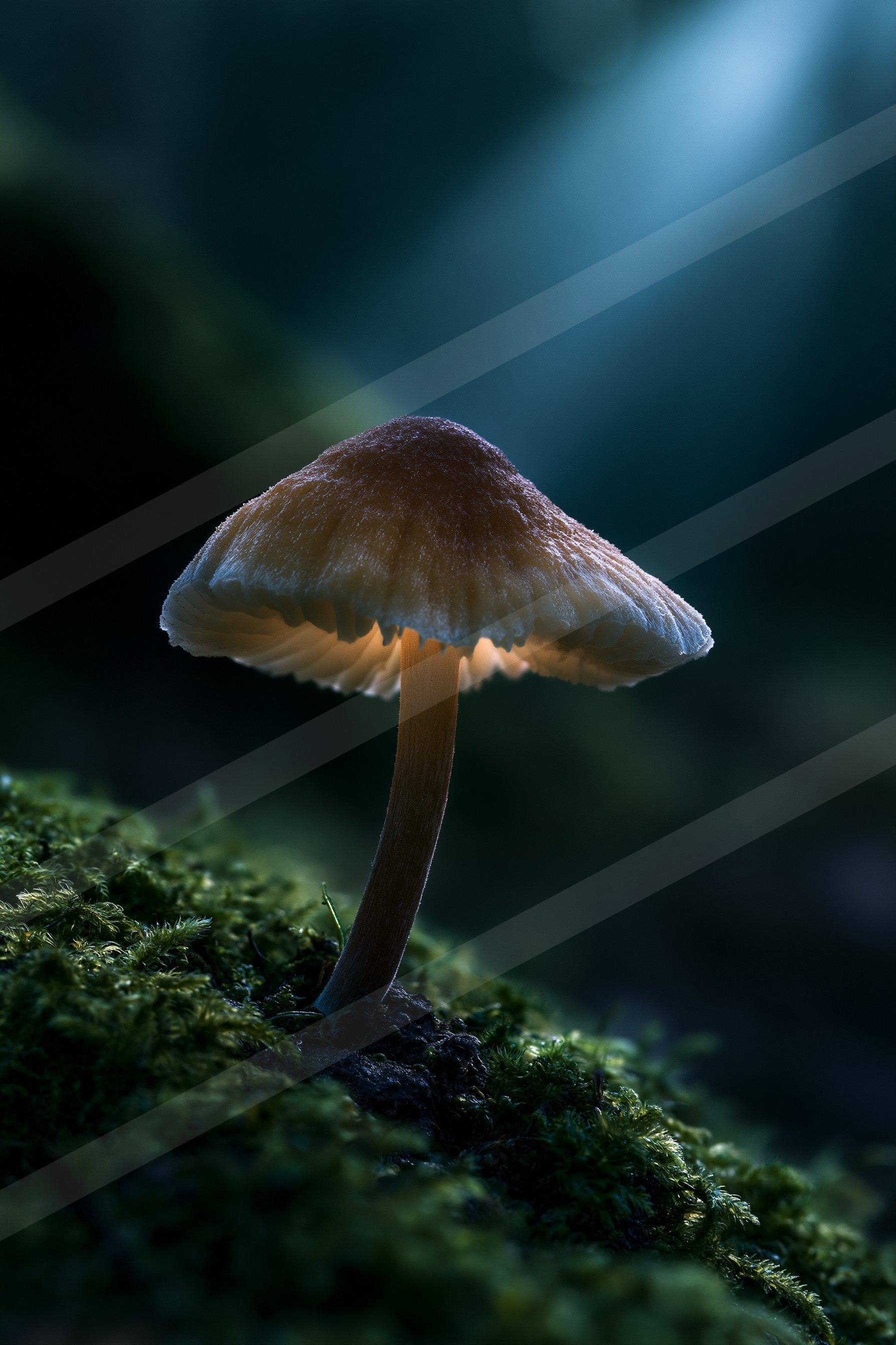 A single mushroom stands out against a dark forest backdrop with ethereal moonlight streaming through.