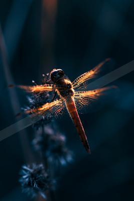 A black-toned moody photograph of dragonfly, damselfly, lacewing.