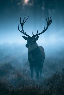A night wildlife photo of wildlife, fog.