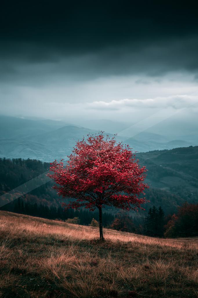 A dramatic nature scene of trees, valley, field.